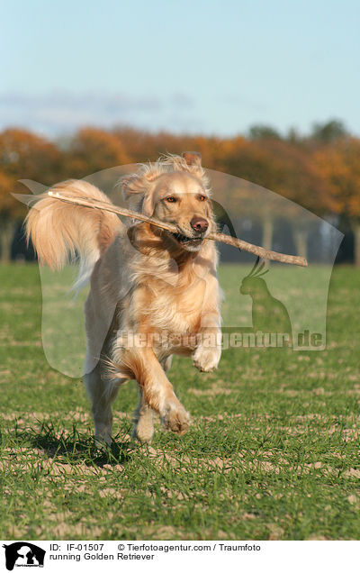 rennender Golden Retriever / running Golden Retriever / IF-01507