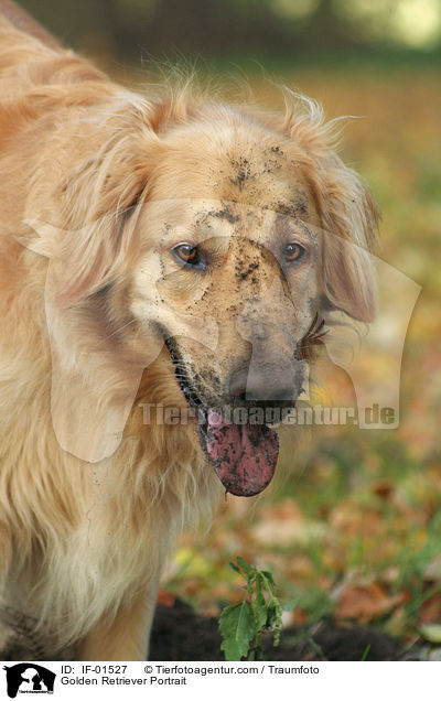 Golden Retriever Portrait / Golden Retriever Portrait / IF-01527