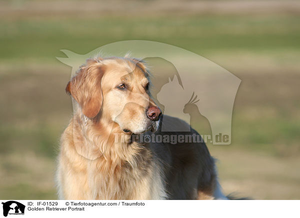 Golden Retriever Portrait / Golden Retriever Portrait / IF-01529