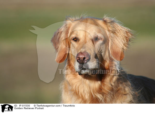 Golden Retriever Portrait / Golden Retriever Portrait / IF-01530