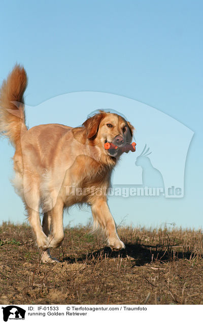 rennender Golden Retriever / running Golden Retriever / IF-01533