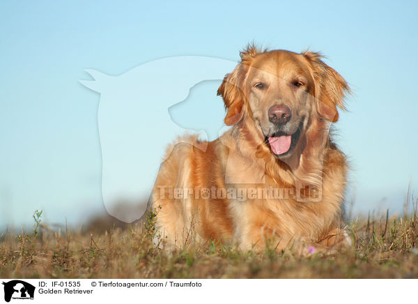 Golden Retriever / Golden Retriever / IF-01535