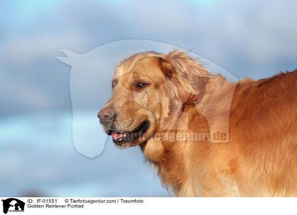 Golden Retriever Portrait / Golden Retriever Portrait / IF-01551