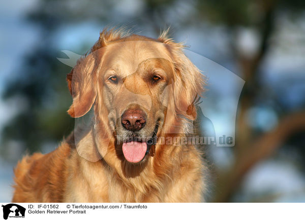 Golden Retriever Portrait / Golden Retriever Portrait / IF-01562
