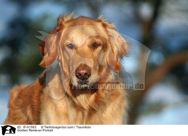 Golden Retriever Portrait / Golden Retriever Portrait / IF-01563