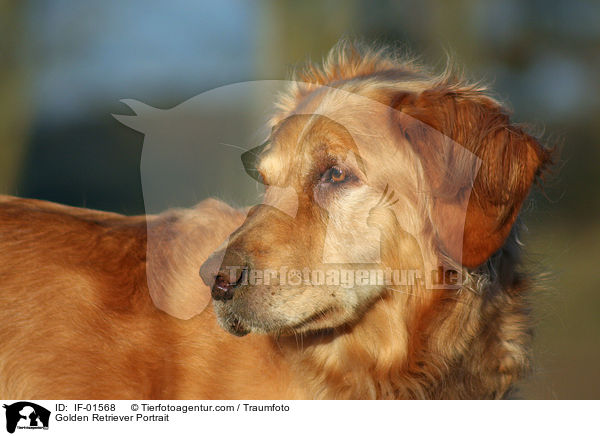 Golden Retriever Portrait / Golden Retriever Portrait / IF-01568