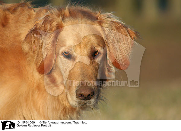 Golden Retriever Portrait / Golden Retriever Portrait / IF-01569