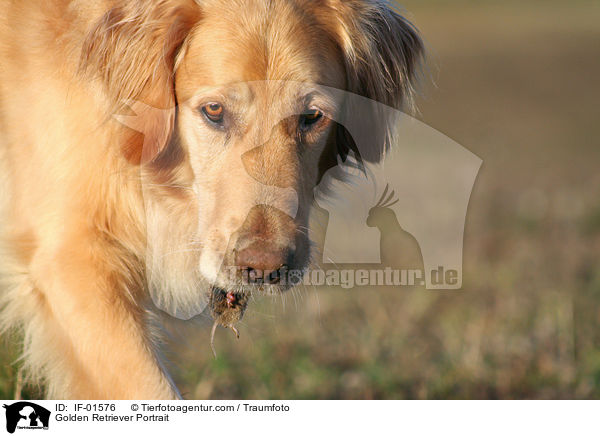 Golden Retriever Portrait / Golden Retriever Portrait / IF-01576