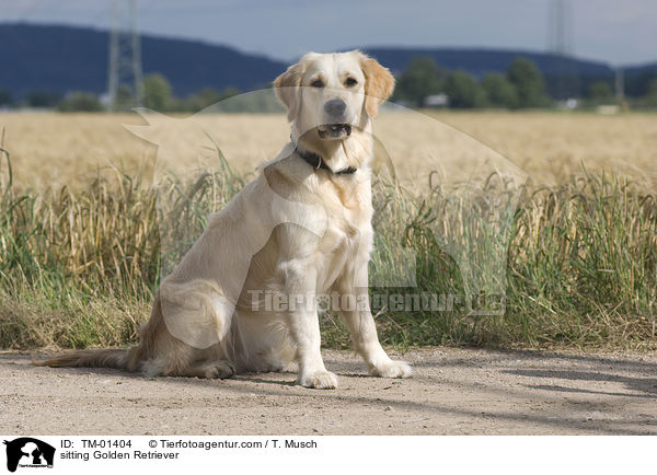 sitzender Golden Retriever / sitting Golden Retriever / TM-01404