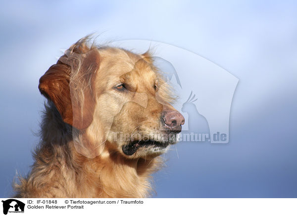 Golden Retriever Portrait / Golden Retriever Portrait / IF-01848