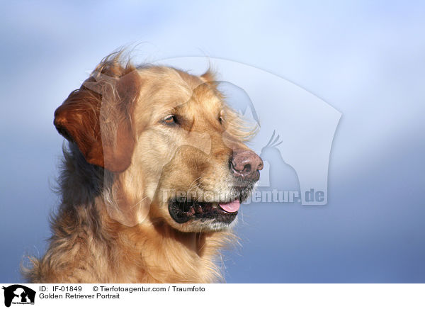 Golden Retriever Portrait / Golden Retriever Portrait / IF-01849