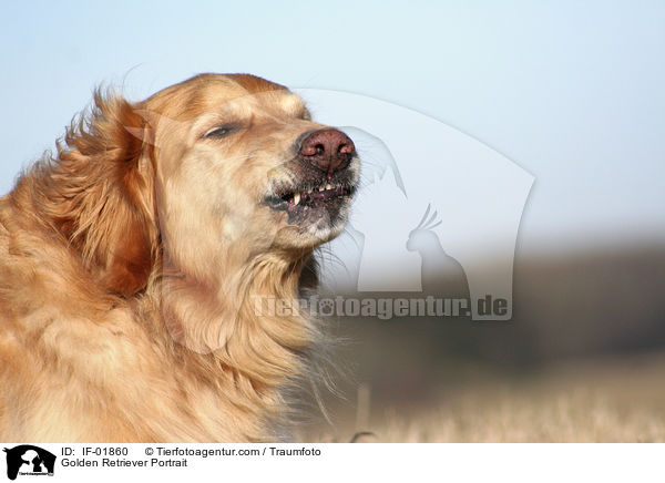 Golden Retriever Portrait / Golden Retriever Portrait / IF-01860