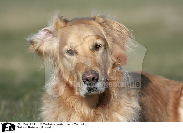 Golden Retriever Portrait / Golden Retriever Portrait / IF-01914