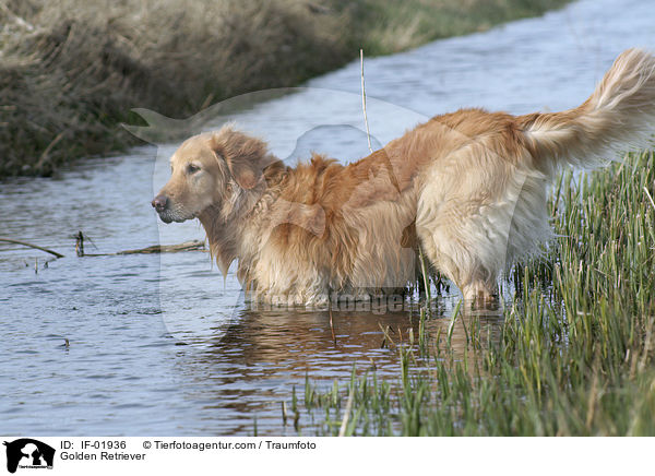 Golden Retriever / Golden Retriever / IF-01936