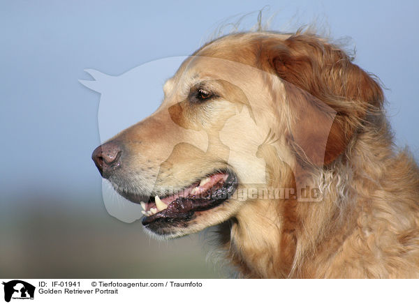 Golden Retriever Portrait / Golden Retriever Portrait / IF-01941
