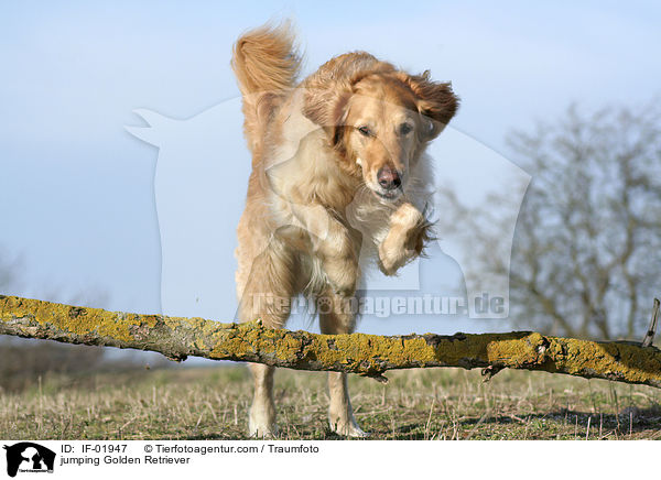 springender Golden Retriever / jumping Golden Retriever / IF-01947