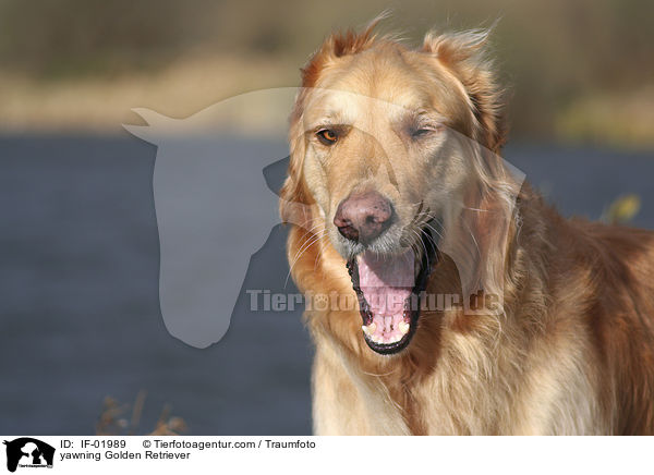 ghnender Golden Retriever / yawning Golden Retriever / IF-01989