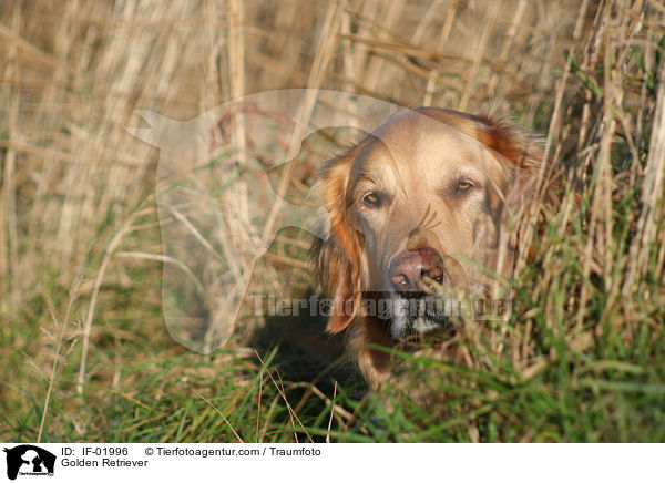 Golden Retriever / Golden Retriever / IF-01996