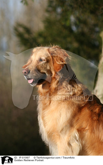 Golden Retriever Portrait / Golden Retriever Portrait / IF-01997