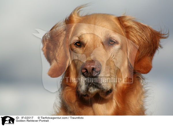 Golden Retriever Portrait / Golden Retriever Portrait / IF-02017