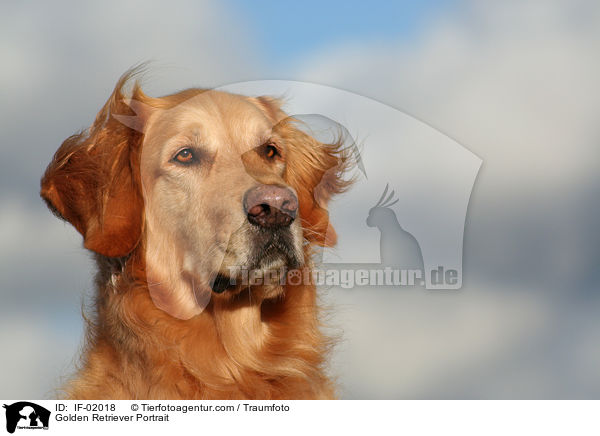 Golden Retriever Portrait / Golden Retriever Portrait / IF-02018