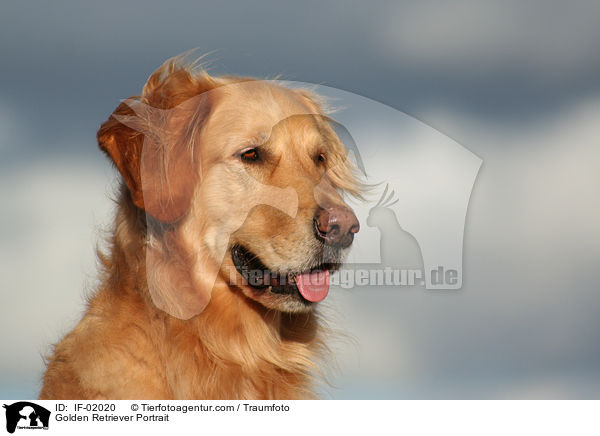 Golden Retriever Portrait / Golden Retriever Portrait / IF-02020