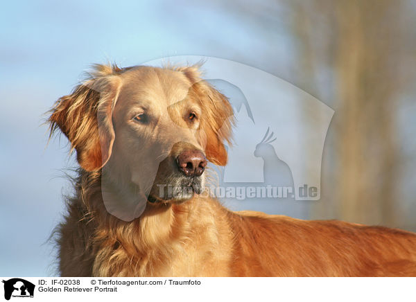 Golden Retriever Portrait / Golden Retriever Portrait / IF-02038