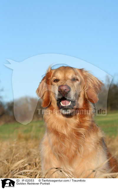 Golden Retriever Portrait / Golden Retriever Portrait / IF-02053