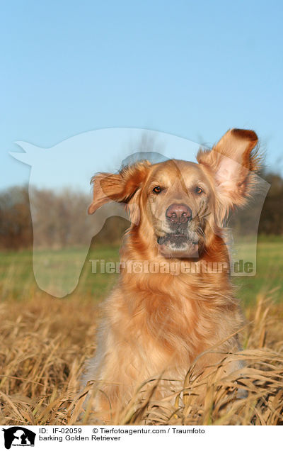 barking Golden Retriever / IF-02059