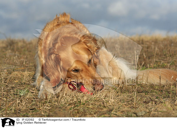 liegender Golden Retriever / lying Golden Retriever / IF-02092