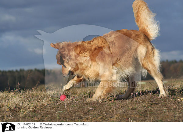 rennender Golden Retriever / running Golden Retriever / IF-02102