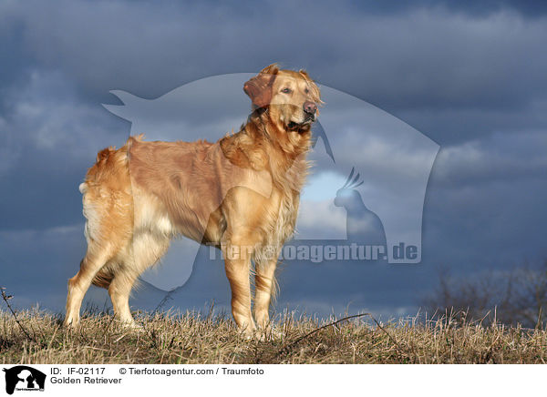 Golden Retriever / Golden Retriever / IF-02117