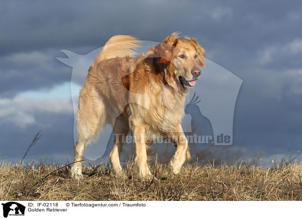 Golden Retriever / Golden Retriever / IF-02118