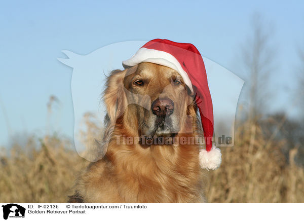 Golden Retriever Portrait / Golden Retriever Portrait / IF-02136