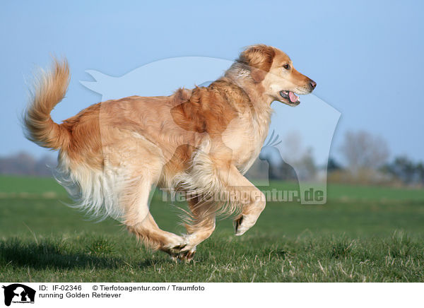 rennender Golden Retriever / running Golden Retriever / IF-02346