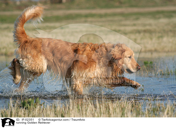 rennender Golden Retriever / running Golden Retriever / IF-02351