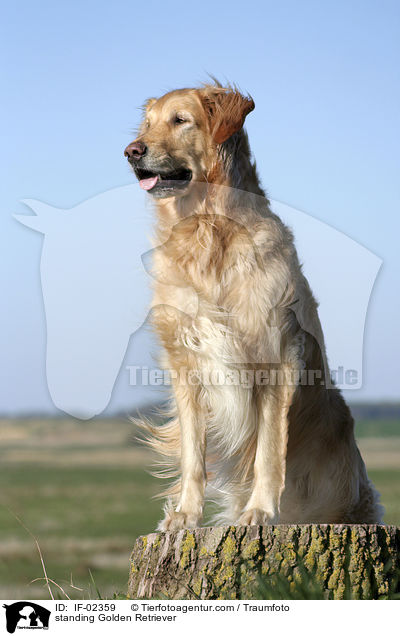 stehender Golden Retriever / standing Golden Retriever / IF-02359