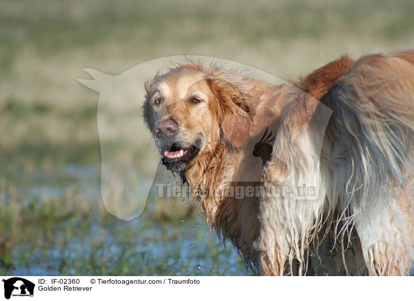 Golden Retriever / Golden Retriever / IF-02360