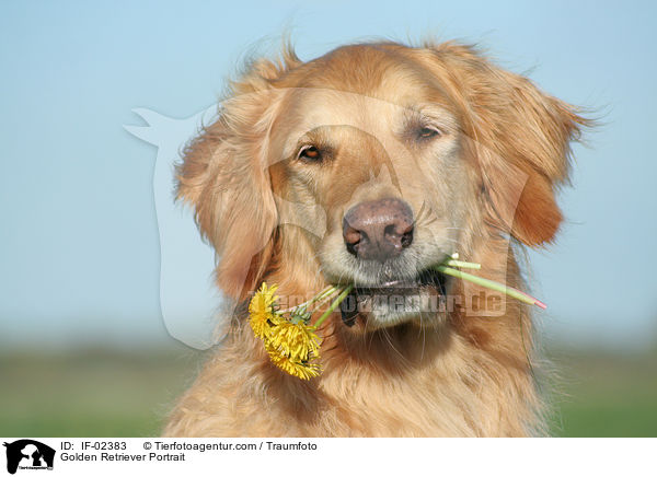 Golden Retriever Portrait / Golden Retriever Portrait / IF-02383