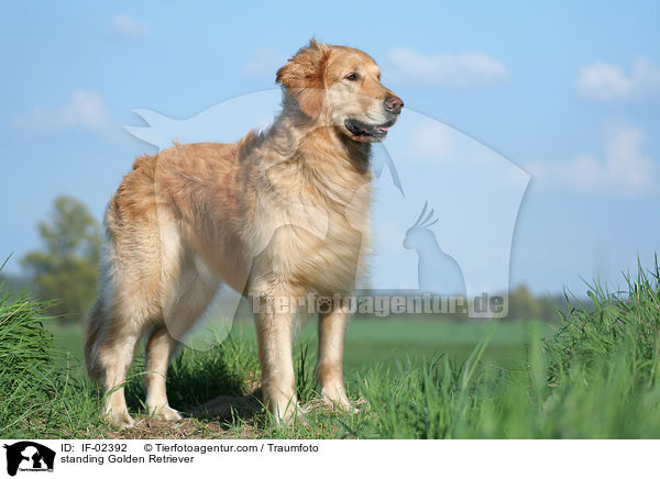 stehender Golden Retriever / standing Golden Retriever / IF-02392