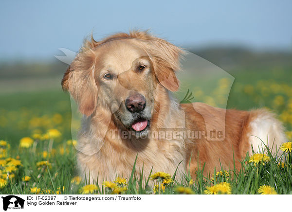 liegender Golden Retriever / lying Golden Retriever / IF-02397