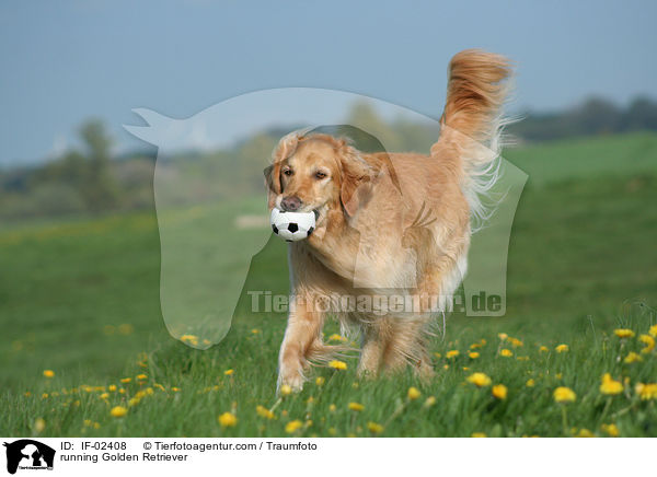 rennender Golden Retriever / running Golden Retriever / IF-02408