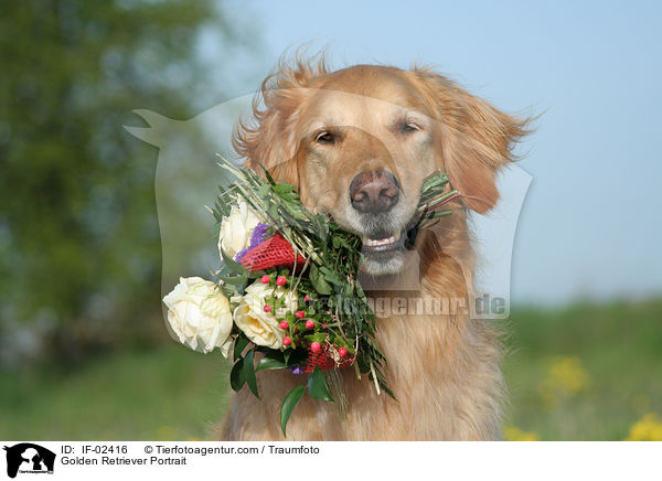Golden Retriever Portrait / Golden Retriever Portrait / IF-02416