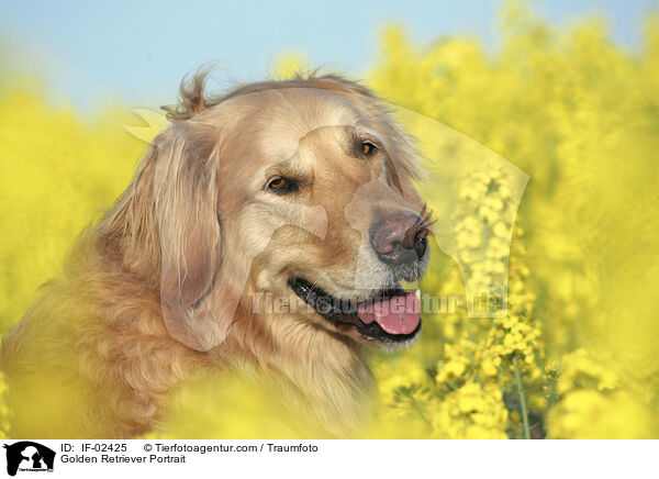 Golden Retriever Portrait / Golden Retriever Portrait / IF-02425