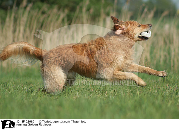 rennender Golden Retriever / running Golden Retriever / IF-02685