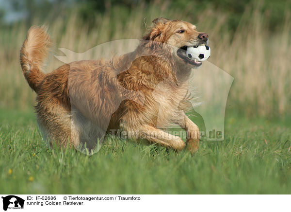 rennender Golden Retriever / running Golden Retriever / IF-02686