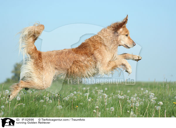 rennender Golden Retriever / running Golden Retriever / IF-02696