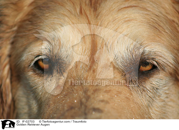 Golden Retriever Augen / IF-02703