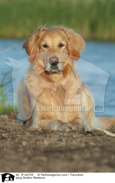 liegender Golden Retriever / lying Golden Retriever / IF-02705