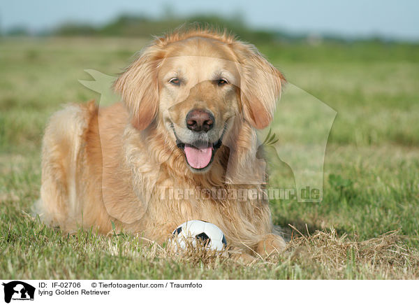 liegender Golden Retriever / lying Golden Retriever / IF-02706